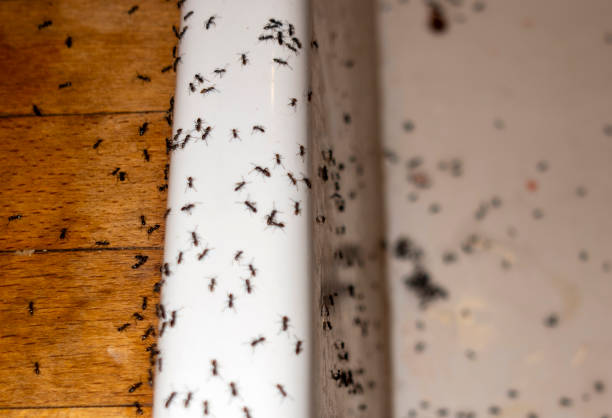 Best Best Pest Control Companies  in North Industry, OH